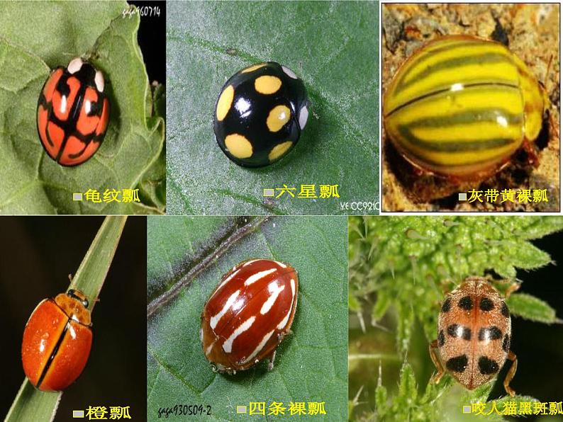 人教版小学一年级美术下册 第8课　瓢虫的花衣裳 课件第5页