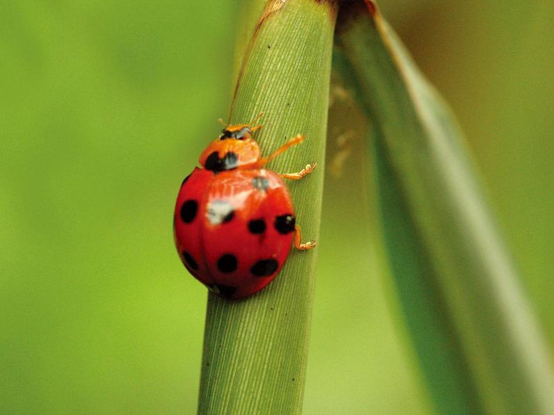 人教版小学一年级美术下册 第8课　瓢虫的花衣裳 课件第6页