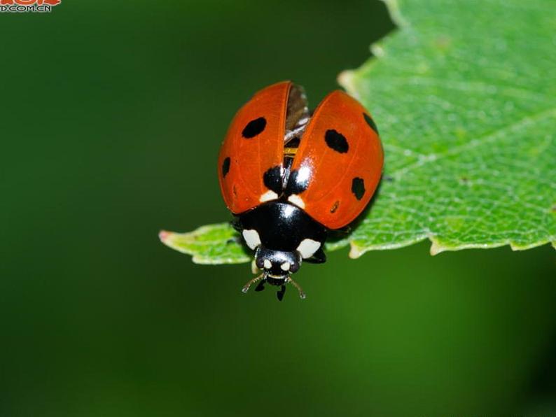 人教版小学一年级美术下册 第8课　瓢虫的花衣裳 课件第7页