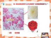 第六課《美麗的印紋》課件＋教案