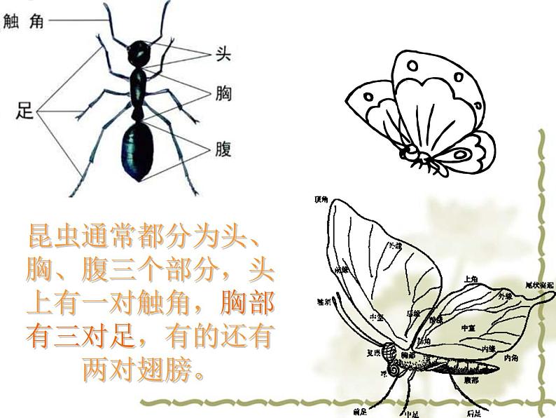 二年级下册美术课件-第7课 虫趣｜辽海版第4页