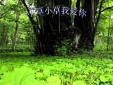 二年级下册美术课件-第9课 小草小草我爱你｜辽海版 （15张PPT）