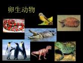 小學(xué)美術(shù)人美版 一年級(jí)下冊(cè) 3出殼了 課件