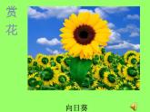 小学美术人美版 一年级下册 19花的世界 课件