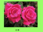小学美术人美版 一年级下册 19花的世界 课件
