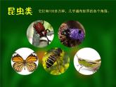小學(xué)美術(shù)人美版 一年級(jí)下冊(cè) 11奇妙的爬行 課件