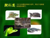 小學(xué)美術(shù)人美版 一年級(jí)下冊(cè) 11奇妙的爬行 課件