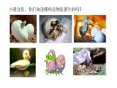 小學(xué)美術(shù)人美版 一年級(jí)下冊(cè) 3出殼了 1 課件