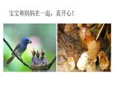 小學(xué)美術(shù)人美版 一年級(jí)下冊(cè) 3出殼了 1 課件