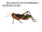 小學(xué)美術(shù)人美版 一年級下冊 10我和昆蟲 課件