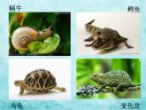 小學(xué)美術(shù)人美版 一年級(jí)下冊(cè) 11奇妙的爬行 課件