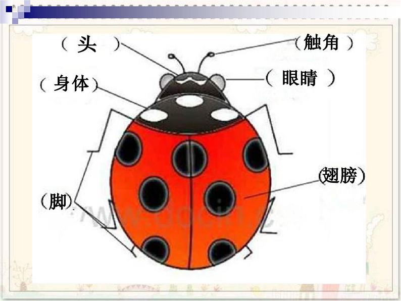 小学美术人教版一年级下册第8课瓢虫的花衣裳 课件第3页