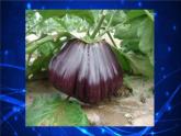 小學美術人教版一年級下冊第11課太空里的植物 2 課件