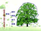 小學美術(shù)人美版 二年級下冊 第3課認識身邊的樹 1 課件