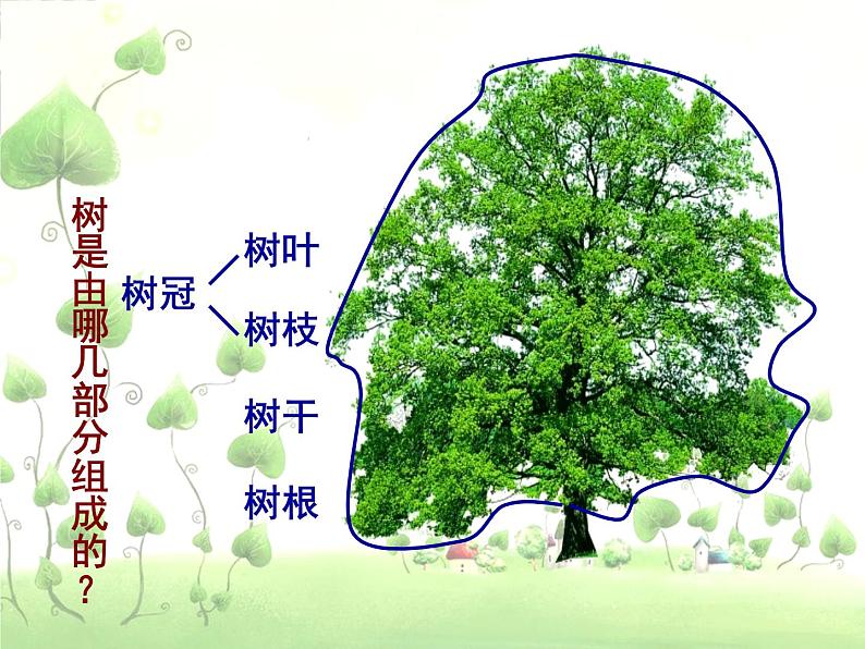 小学美术人美版 二年级下册 第3课认识身边的树 1 课件第3页