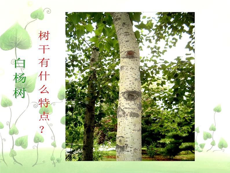 小学美术人美版 二年级下册 第3课认识身边的树 1 课件第5页