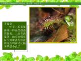小學(xué)美術(shù)人美版 二年級(jí)下冊(cè) 第2課吃蟲(chóng)草 2 課件