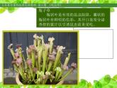 小學(xué)美術(shù)人美版 二年級(jí)下冊(cè) 第2課吃蟲(chóng)草 2 課件