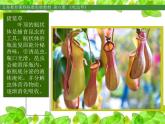 小學(xué)美術(shù)人美版 二年級(jí)下冊(cè) 第2課吃蟲(chóng)草 2 課件