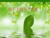 小學美術(shù)人教版二年級下冊第8課葉子上的小“血管” 1 課件