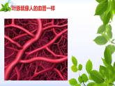 小學美術(shù)人教版二年級下冊第8課葉子上的小“血管” 1 課件
