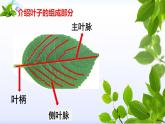 小學美術(shù)人教版二年級下冊第8課葉子上的小“血管” 1 課件
