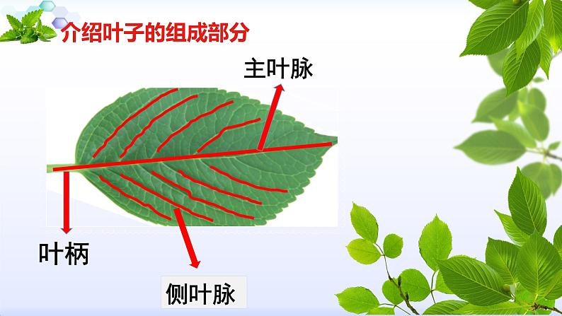 小学美术人教版二年级下册第8课叶子上的小“血管” 1 课件04