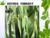 小學美術(shù)人教版二年級下冊第8課葉子上的小“血管” 1 課件