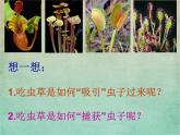 小學(xué)美術(shù)人美版 二年級(jí)下冊(cè) 第2課吃蟲(chóng)草 1 課件