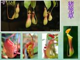 小學(xué)美術(shù)人美版 二年級(jí)下冊(cè) 第2課吃蟲(chóng)草 1 課件