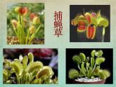 小學(xué)美術(shù)人美版 二年級(jí)下冊(cè) 第2課吃蟲(chóng)草 1 課件