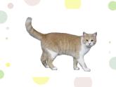 小学美术浙人美版二年级下册 17可爱的猫咪 课件