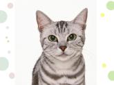 小学美术浙人美版二年级下册 17可爱的猫咪 课件