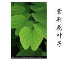 小學美術(shù)人教版二年級下冊第8課葉子上的小“血管” 課件