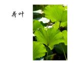 小學美術(shù)人教版二年級下冊第8課葉子上的小“血管” 課件