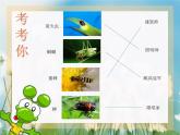 小學美術蘇少版二年級下冊第14課蟲蟲蟲（一） 課件