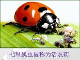 小学美术苏少版二年级下册第14课虫虫虫（一） 课件