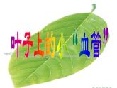 小學美術(shù)人教版二年級下冊第8課葉子上的小“血管” 課件