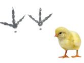 小學(xué)美術(shù)人教版二年級(jí)下冊(cè)第10課腳印的聯(lián)想 2 課件