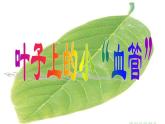 小學美術(shù)人教版二年級下冊第8課葉子上的小“血管” 2 課件