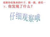 小學美術(shù)人教版二年級下冊第8課葉子上的小“血管” 2 課件