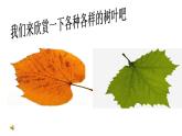 小學美術(shù)人教版二年級下冊第8課葉子上的小“血管” 2 課件