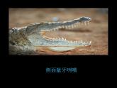 小學(xué)美術(shù)人美版 三年級下冊 6大嘴怪 1 課件
