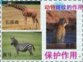小學(xué)美術(shù)人教版三年級下冊第11課動物的花衣裳 2 課件