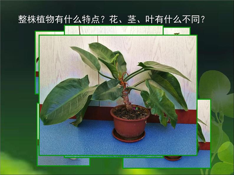 小学美术人美版 四年级下册 1植物写生 课件03