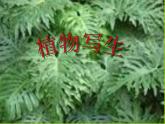 小學(xué)美術(shù)人美版 四年級(jí)下冊(cè) 1植物寫生 2 課件