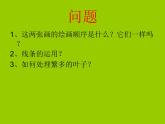 小學(xué)美術(shù)人美版 四年級(jí)下冊(cè) 1植物寫生 2 課件