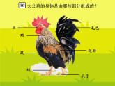 小学美术人美版 四年级下册 14艳丽的大公鸡 课件