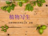 小學(xué)美術(shù)人美版 四年級(jí)下冊(cè) 1植物寫生 1 課件