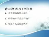 小學(xué)美術(shù)人美版 四年級(jí)下冊(cè) 1植物寫生 1 課件